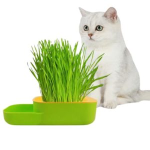 Gamelle Chat Double Usage – Bol de Nourriture et Herbe à Chat Intégrée
